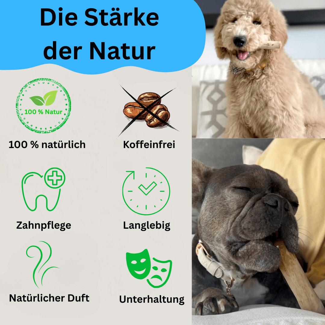 WuffHolz Glück – Natürlich starke Zähne