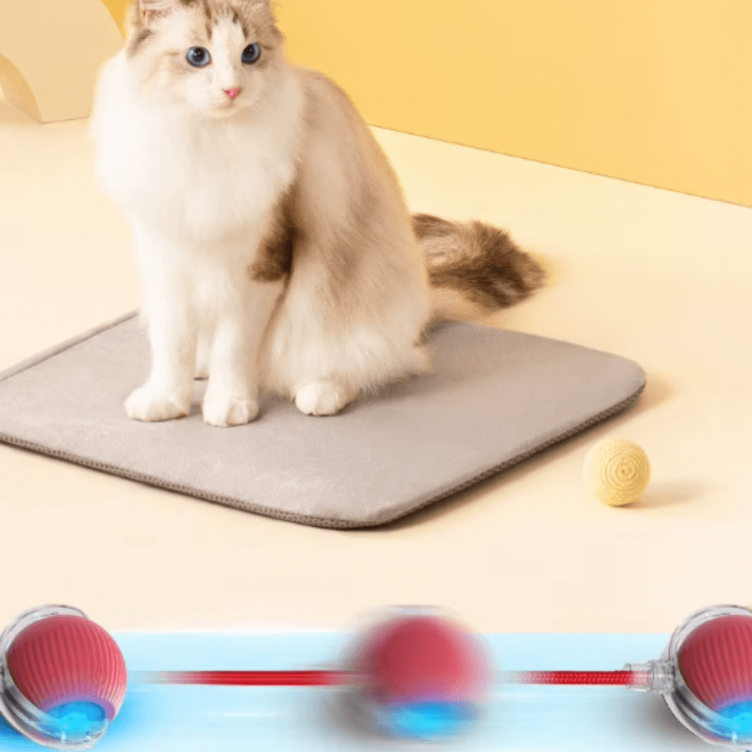 Tatzentornado – Der interaktive Katzenball