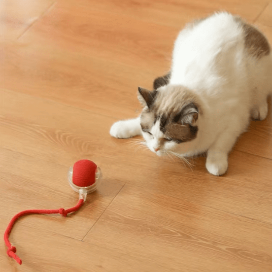 Tatzentornado – Der interaktive Katzenball