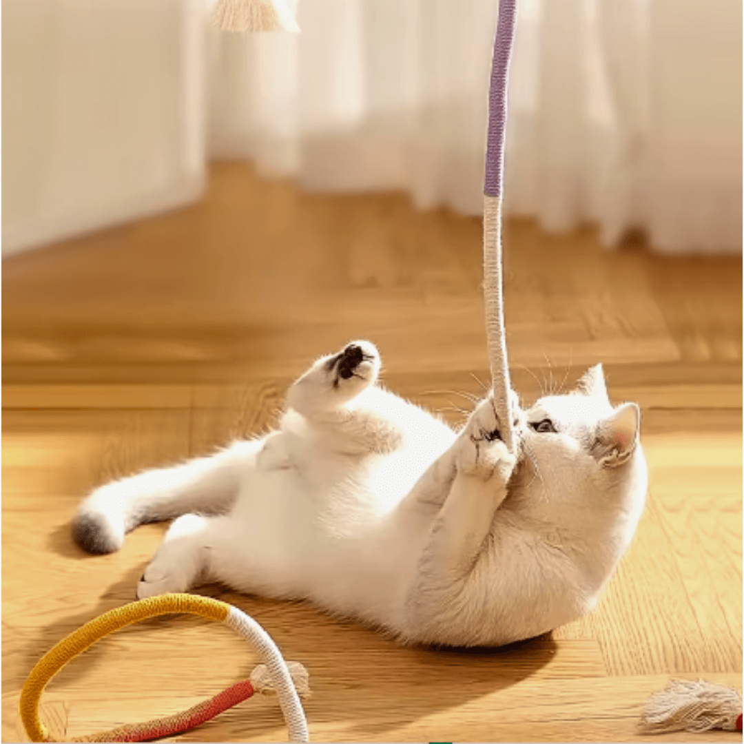 CatDentClean – Zahnpflege auf spielerische Art