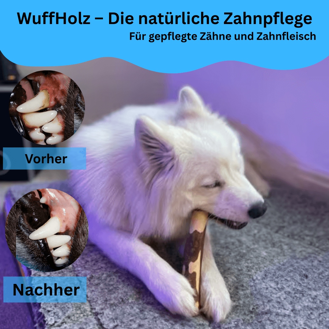 WuffHolz Glück – Natürlich starke Zähne